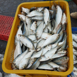 Cá mòi - Nguyên Liệu Thức Ăn Chăn Nuôi Thuận Thành - Công Ty TNHH Thương Mại Dịch Vụ XNK Thuận Thành